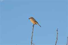 Lanius bucephalus