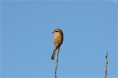 Lanius bucephalus