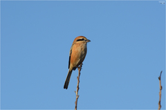 Lanius bucephalus