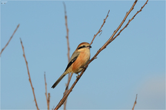Lanius bucephalus