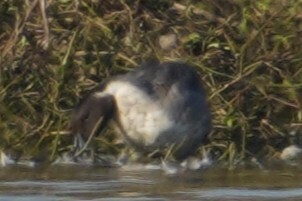 Northern Pintail