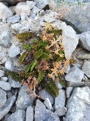 Anisotome flexuosa