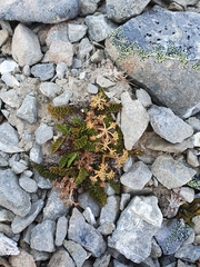 Anisotome flexuosa
