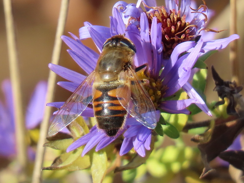 Unknown species found near Madison, CT 06443, USA