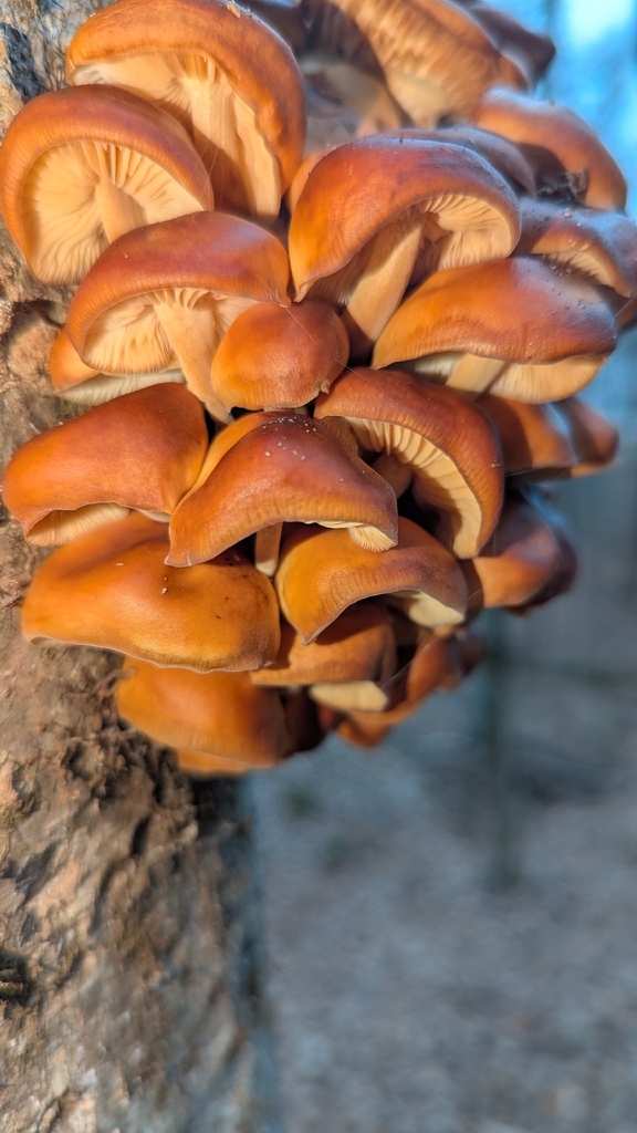 Flammulina velutipes · December 2025 · photo: © benmo (iNaturalist, cc-by)