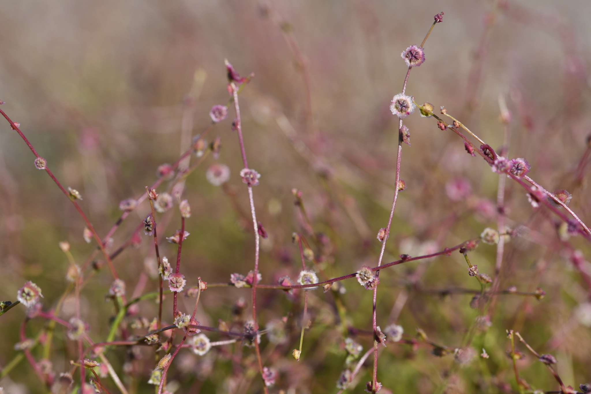 Winged Pigweed (Dysphania atriplicifolia)