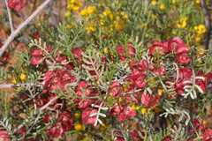 Dodonaea microzyga