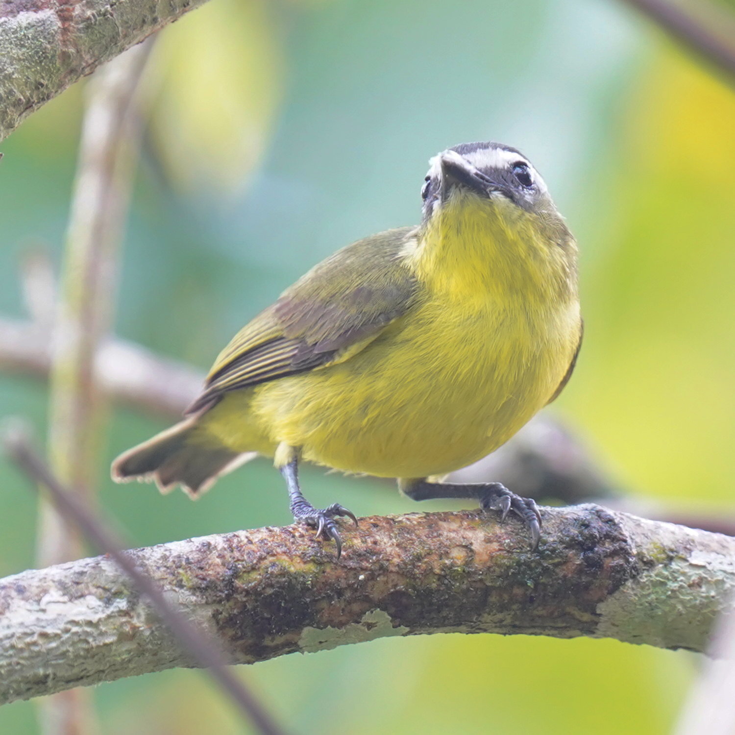 Yellow-bellied Tyrannulet (Ornithion semiflavum), photo 10