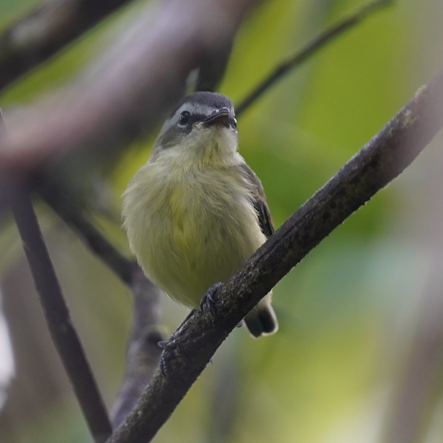 Yellow-bellied Tyrannulet (Ornithion semiflavum), photo 4