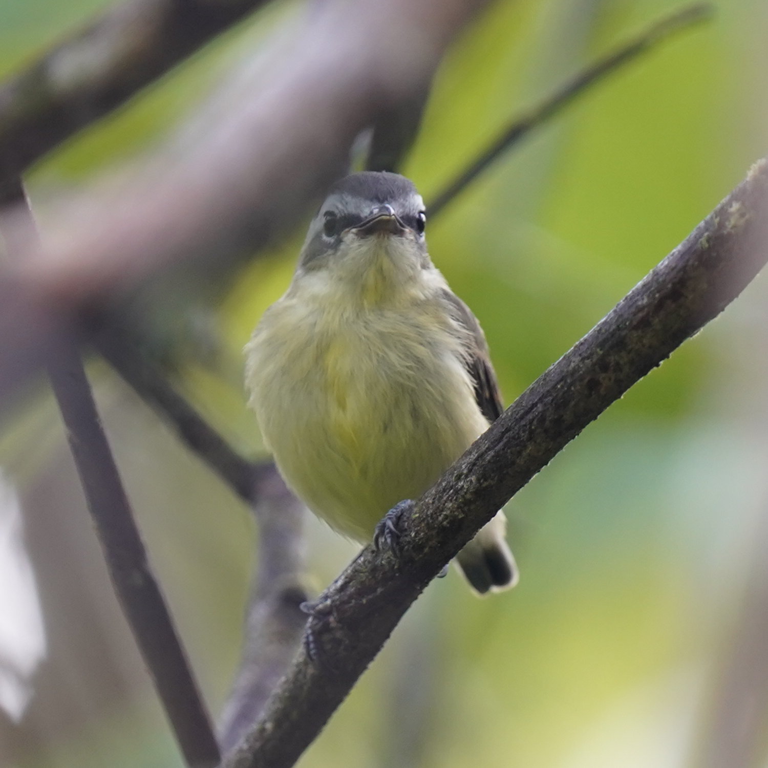 Yellow-bellied Tyrannulet (Ornithion semiflavum), photo 7