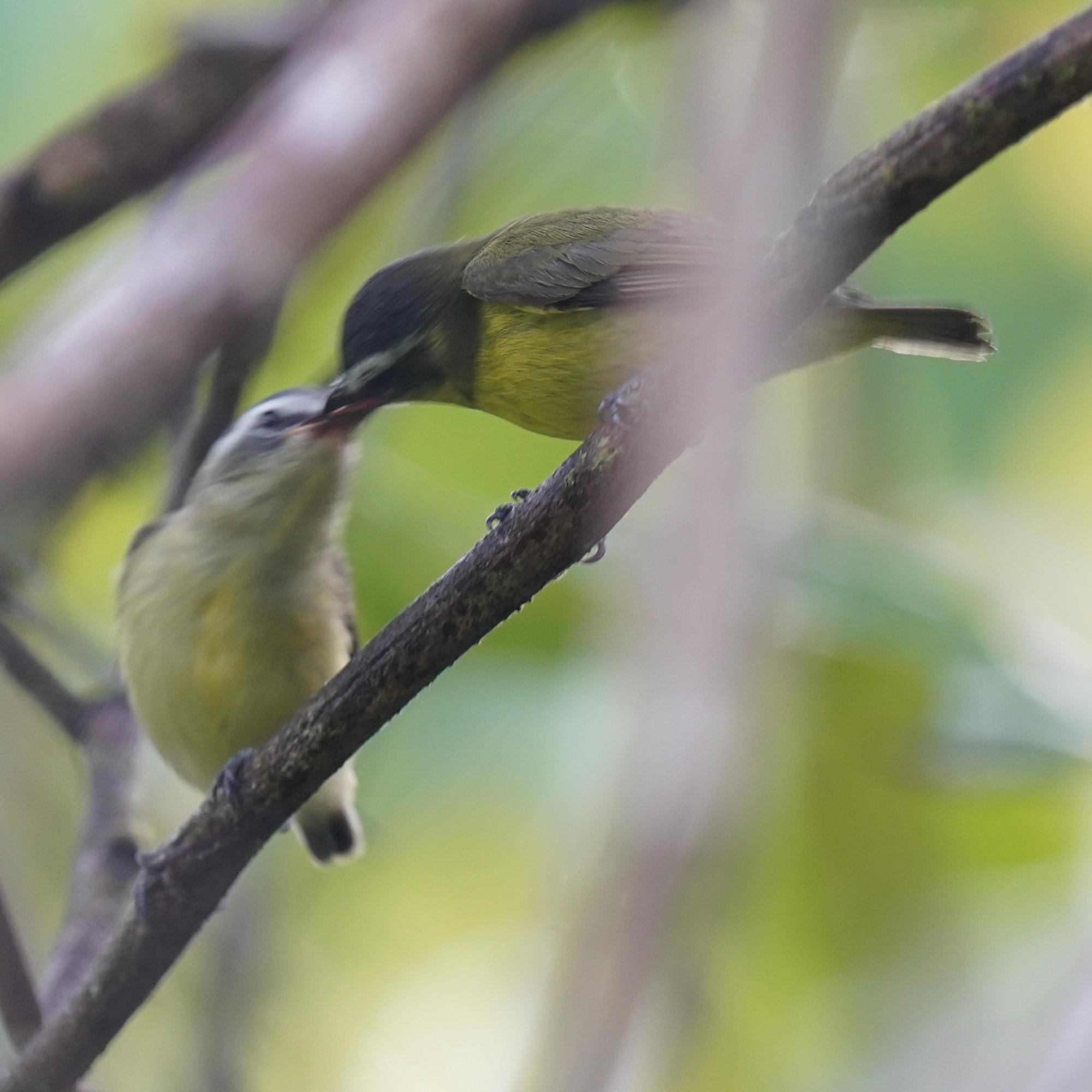 Yellow-bellied Tyrannulet (Ornithion semiflavum), photo 9