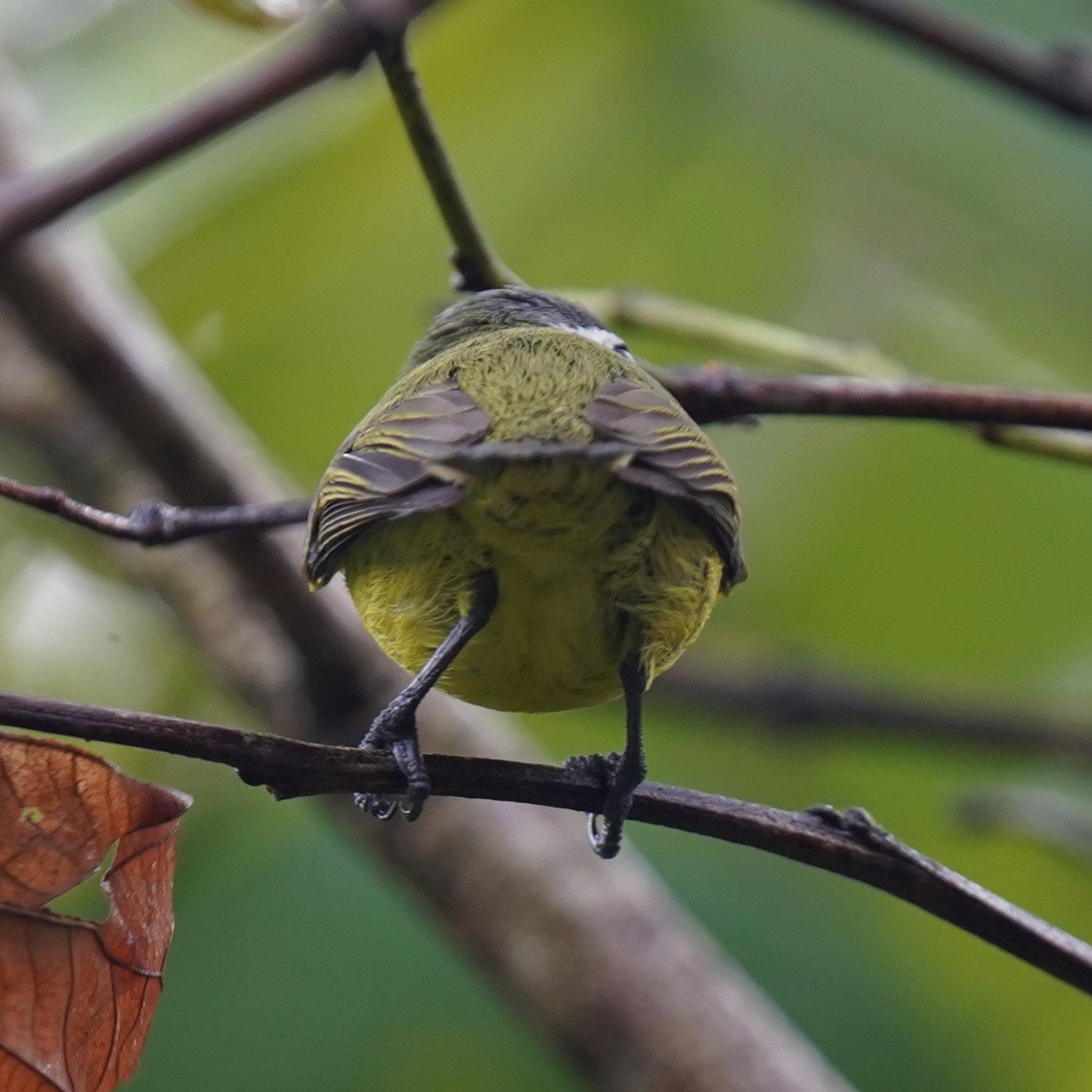 Yellow-bellied Tyrannulet (Ornithion semiflavum), photo 8