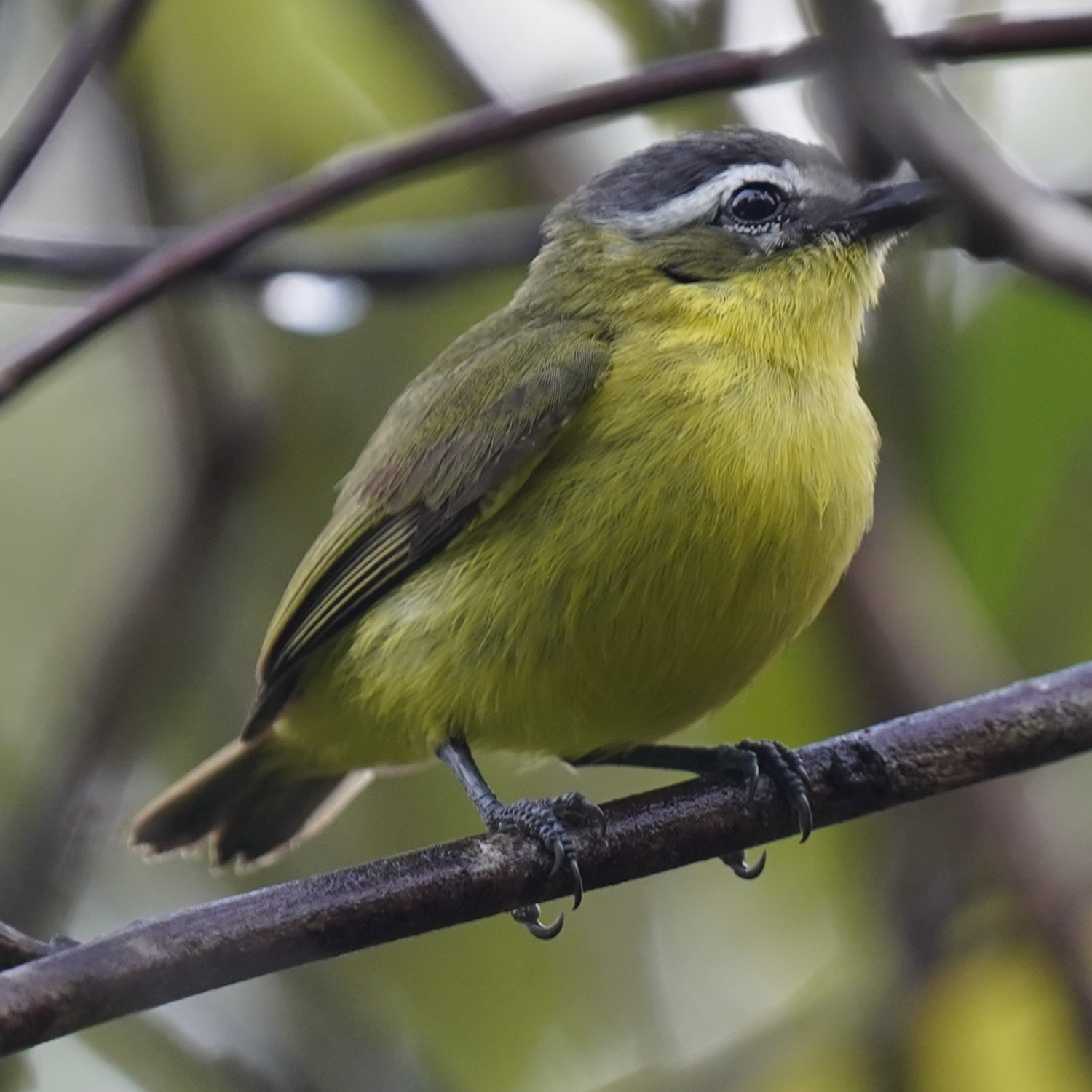 Yellow-bellied Tyrannulet (Ornithion semiflavum), photo 3