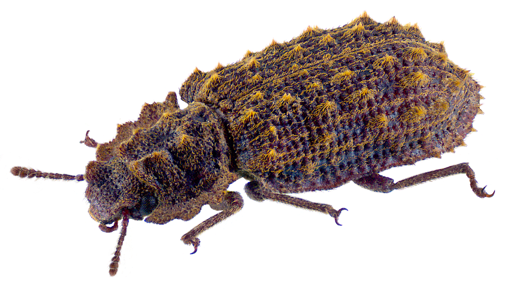 Pristoderus antarcticus