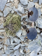 Veronica pulvinaris