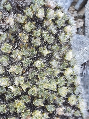 Veronica pulvinaris