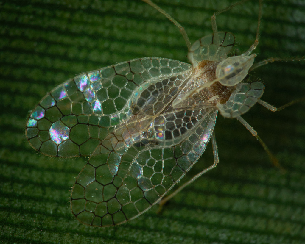 Banana Lace Bug