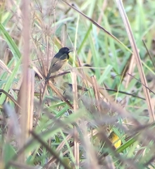 Clarke's Weaver photo 2