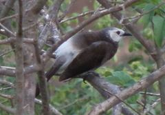 Turdoides leucopygia