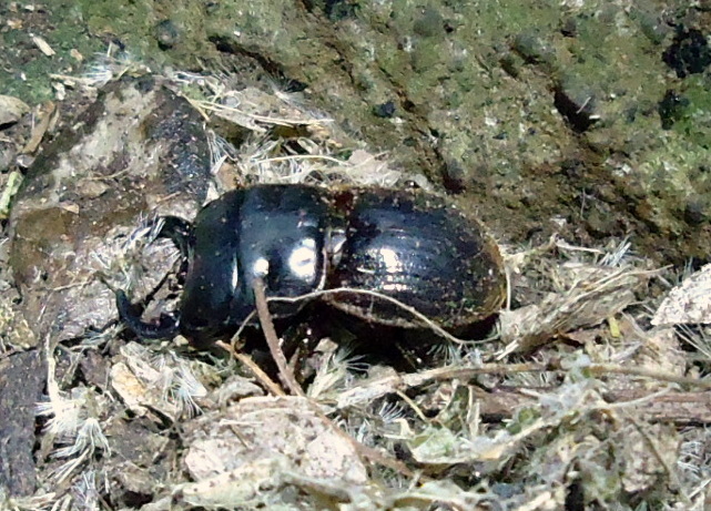 Chatham Island stag beetle