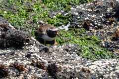 Thinornis novaeseelandiae