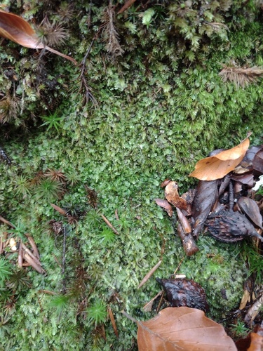 Nees' Pouchwort (Calypogeia neesiana)