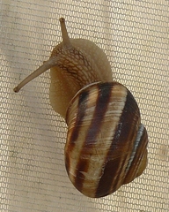 Helix lucorum