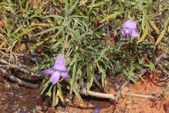 Eremophila gilesii