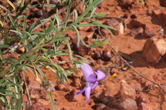 Eremophila gilesii