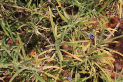 Eremophila gilesii