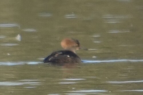 Hooded Merganser
