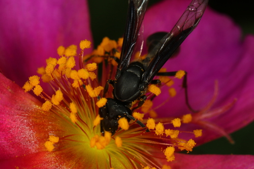 Polybia ignobilis