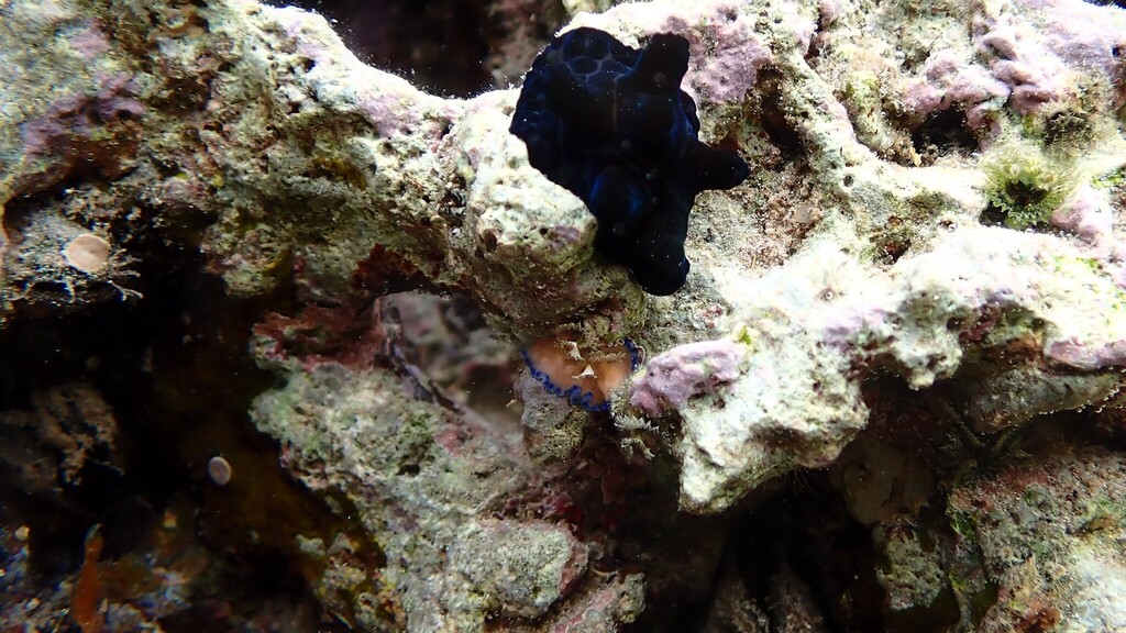 Velutin Snail