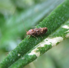 Tingena eumenopa