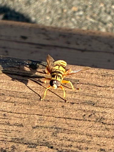 Unknown species found near Franklinton, LA, US