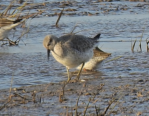 Correlimos gordo (Calidris canutus)