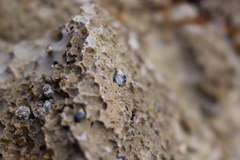 Melarhaphe neritoides