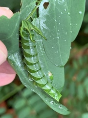 Polyura hebe
