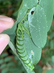 Polyura hebe