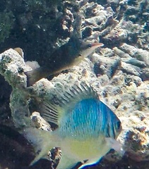 Gomphosus caeruleus