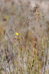 Linum maritimum, photograph (c) Flavien Saboureau, some rights reserved (CC BY)