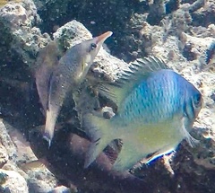 Gomphosus caeruleus