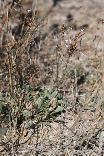 Algerian sea lavender (Limonium ramosissimum)
