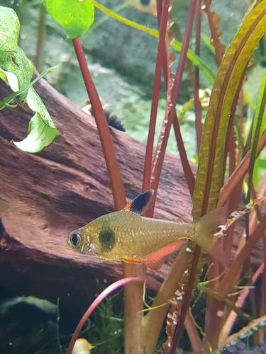 Coffee bean tetra (Hyphessobrycon takasei) — Characidae