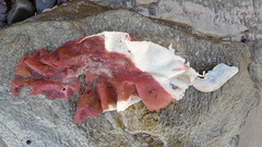 Sarcothalia circumcincta