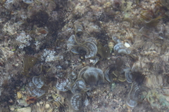 Padina pavonica
