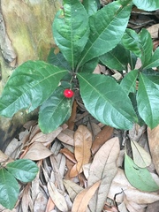 Ardisia japonica