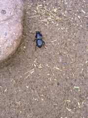 Pasimachus californicus