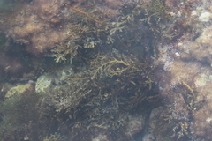 Cystoseira compressa