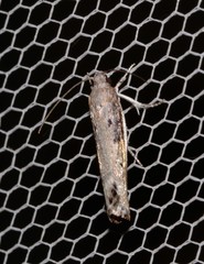 Xylorycta melaleucae